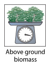 Above-ground biomass