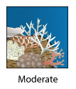 Moderate coral bleaching
