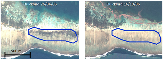 Seasonal change in Sargassum cover, Suva Reef