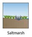 saltmarsh