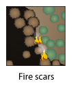 Fire scars