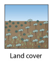 Land cover