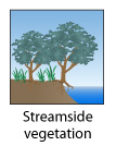 Streamside vegetation