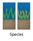 seagrass species