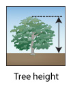Tree height